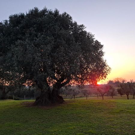 Agriturismo Il Vecchio Olivo Castagneto Carducci Ngoại thất bức ảnh