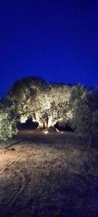 Agriturismo Il Vecchio Olivo Castagneto Carducci Ngoại thất bức ảnh