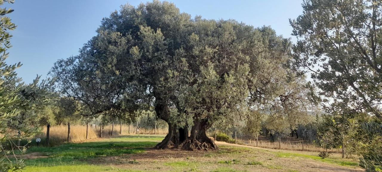 Agriturismo Il Vecchio Olivo Castagneto Carducci Ngoại thất bức ảnh