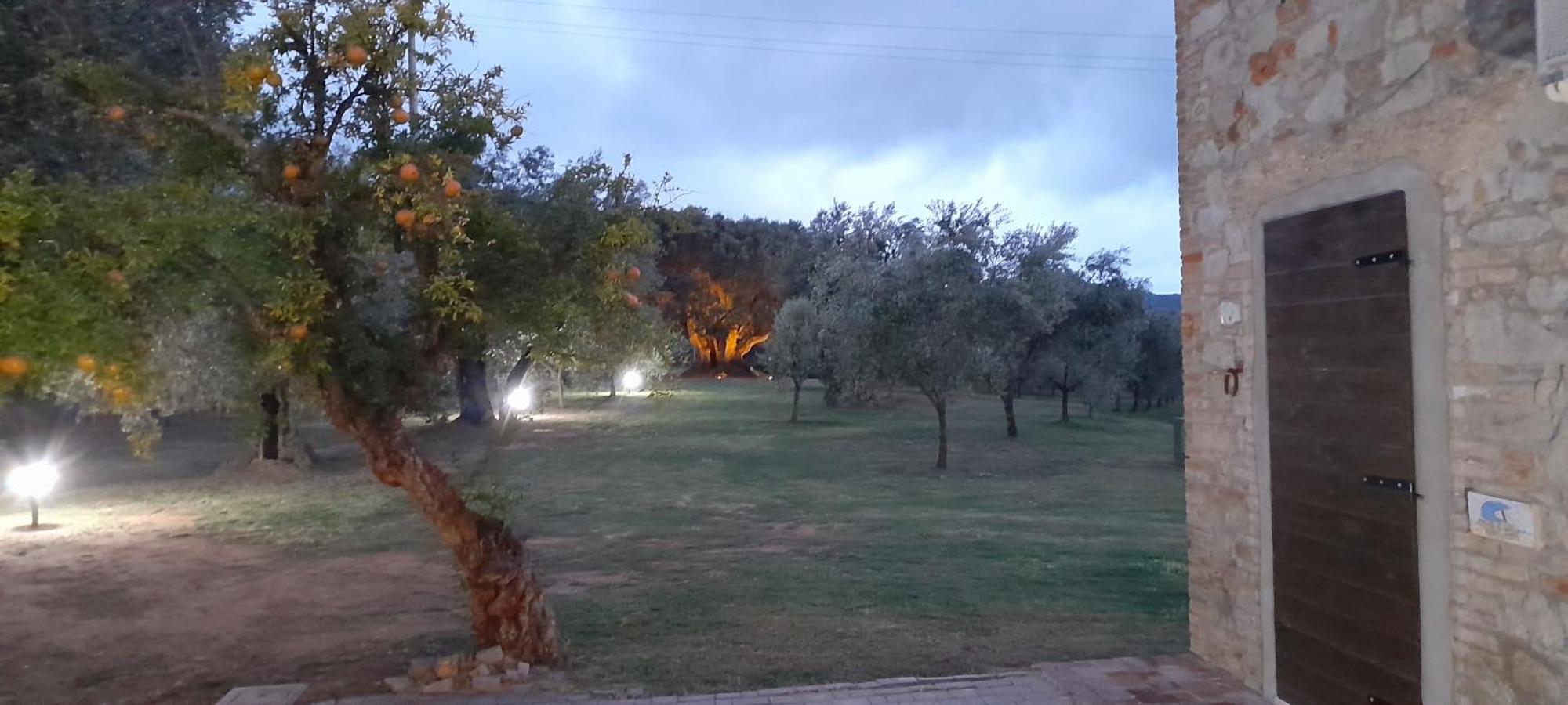 Agriturismo Il Vecchio Olivo Castagneto Carducci Ngoại thất bức ảnh