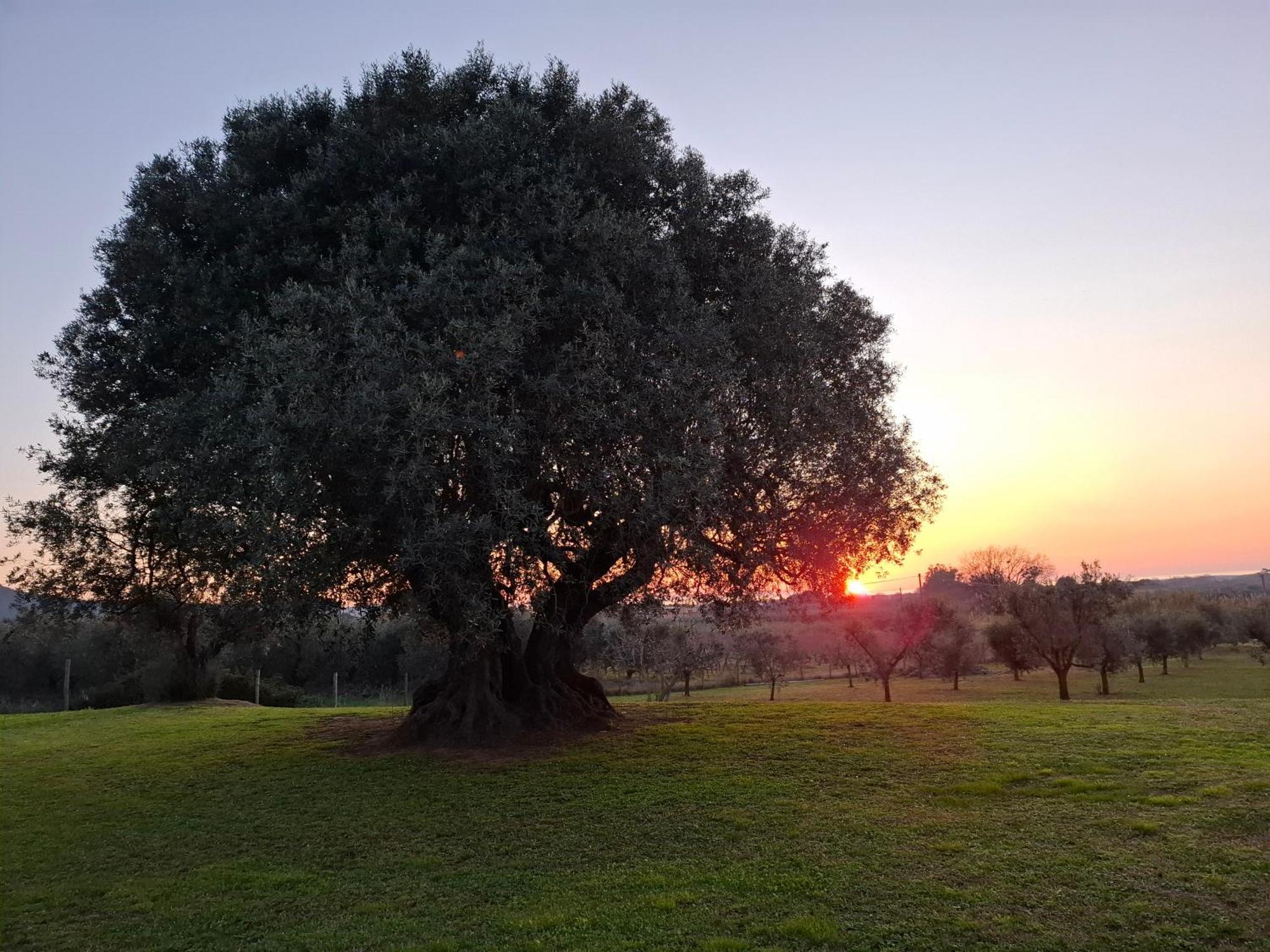 Agriturismo Il Vecchio Olivo Castagneto Carducci Ngoại thất bức ảnh